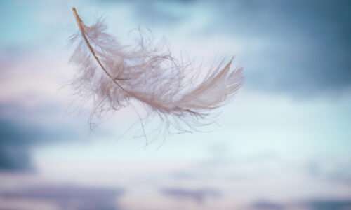 Feather floating in the wind