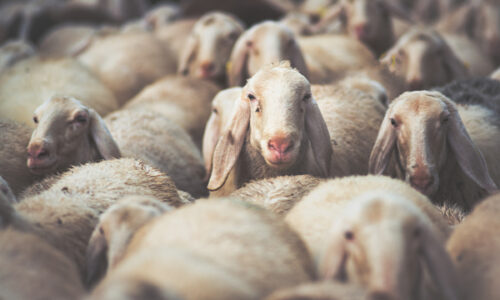 The Shepherd’s voice and the lamb’s ears (Part-1)