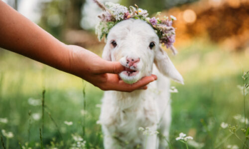 The Shepherd’s voice and the lamb’s ears (Part 2)