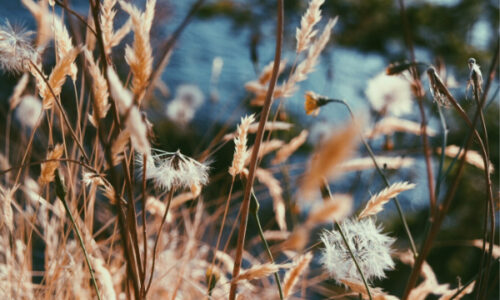 Weeds inside the Church
