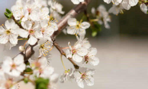 The Secret of Almond