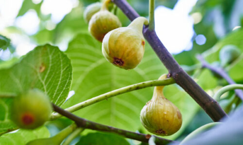 Fig tree and Nathanael