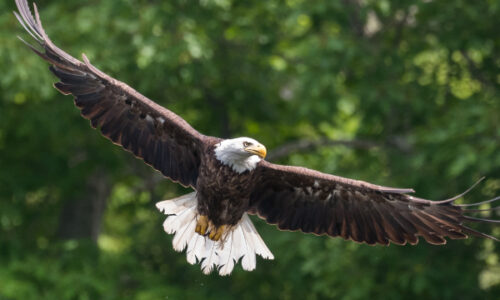 As an eagle